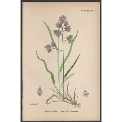 ROUGH COCK’S-FOOT-GRASS 1872 John Edward Sowerby PLANT PRINT