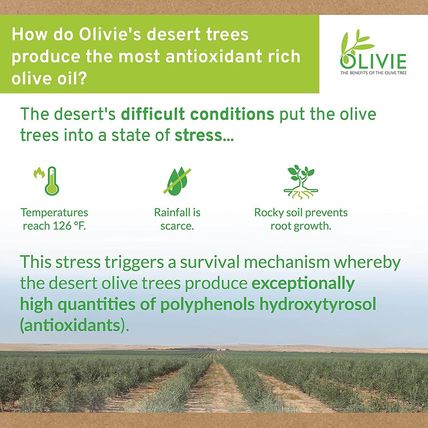 Organic High Polyphenol Rich Extra Virgin Olive Oil OLIVIE plus 30X | Moroccan D