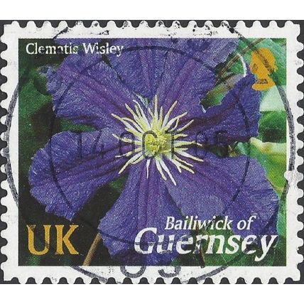 GUERNSEY, FLOWER, Wisley, violet 2004, UK