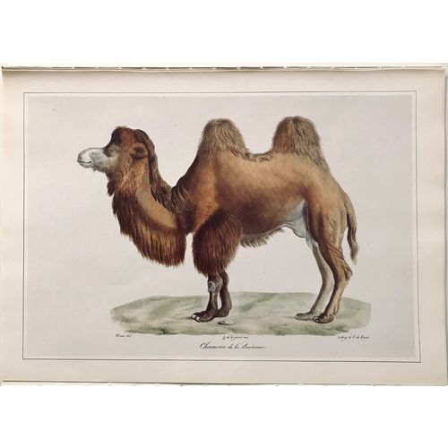 Bactrian CAMEL antique Print Lithograph Werner 1824 vintage Animal Art Decor