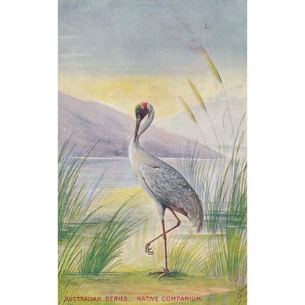 Australian Series Native Companion Bird Old Postcard