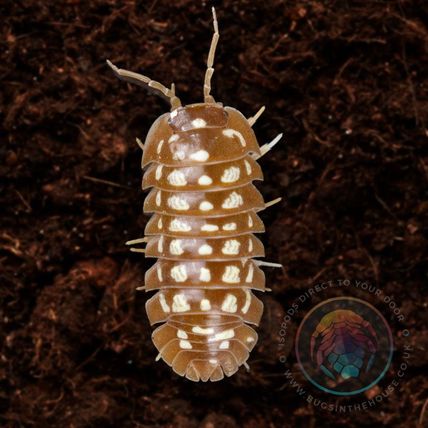 10 Armadillidium Werneri Orange Isopods. Medium 0.7 - 0.9cm Live Food
