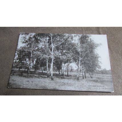 1922 fr J Salmon Postcard - Silver Birches, Epping Forest - Essex