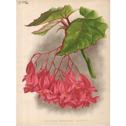 BEGONIA PRESIDENT CARNOT 1894 Guillaume Severeyns CHROMOLITHOGRAPH