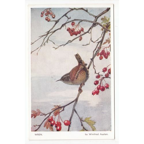 Winifred Austen Postcard Wren Bird Art 1299