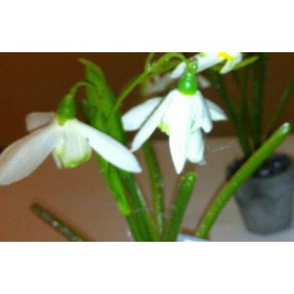 New Paralan Artificial Snowden Flower Pot