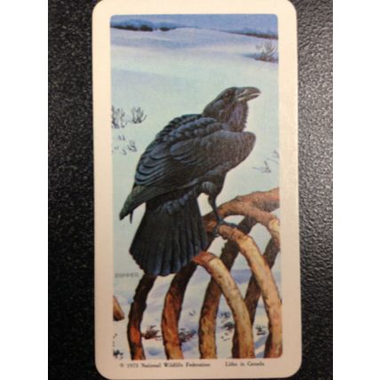 Red Rose Tea Card - Blue Ribbon The Arctic Series 16 - Set of 10 cards