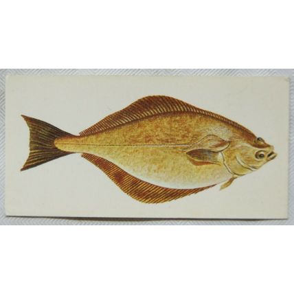 1978 Craven Black Cat Sport Fish card No. 42 Halibut