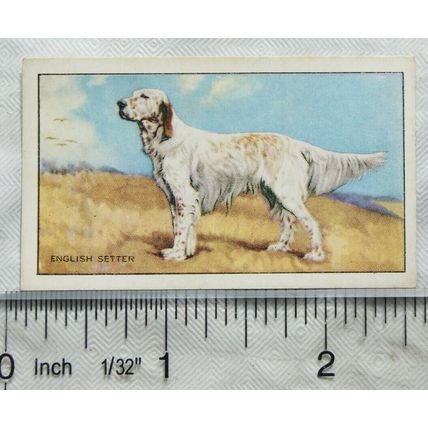 1936 Gallaher Dogs 1st Series No. 34 The English Setter