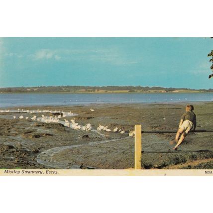 Mistley Manningtree Essex Swannery Essex 1970s Postcard