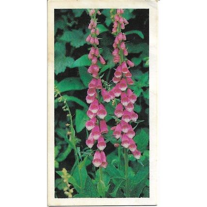 Woodland Wildlife 1980 Brooke Bond Tea Card 33 - Foxglove
