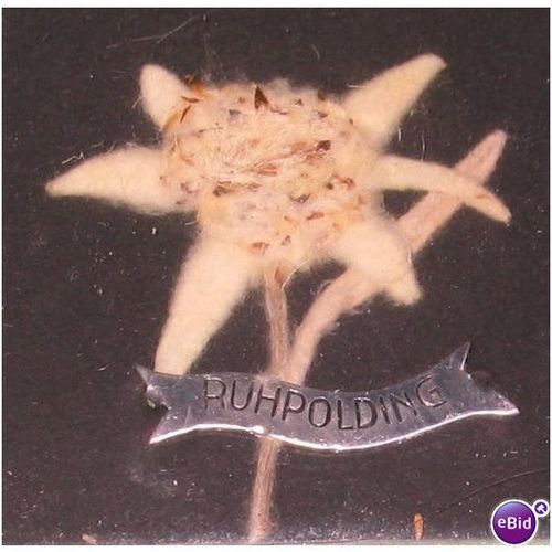 Real Edelweiss Flower Souvenir Matchbook Cover Bavaria