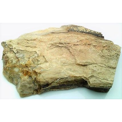 Petrified Wood 7 Natural Gemstone Slab Lapidary Cabbing Rough