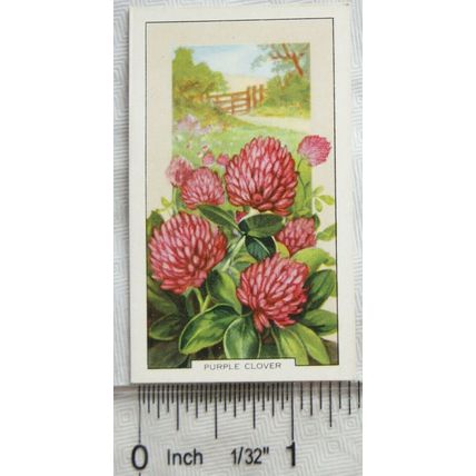 1939 Gallaher's Wild flowers No. 11 Purple Clover