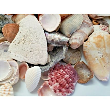 Lot of Handpicked Sea Shells for Decoration or Crafts Almost 3lbs