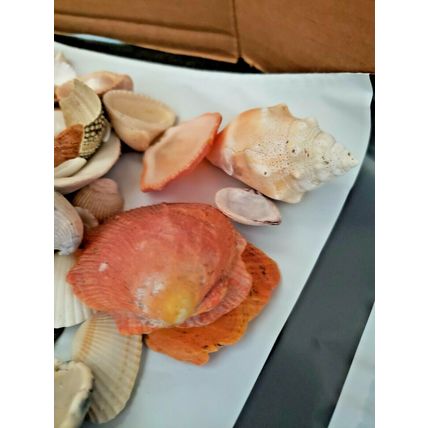 Lot of Handpicked Sea Shells for Decoration or Crafts Almost 3lbs