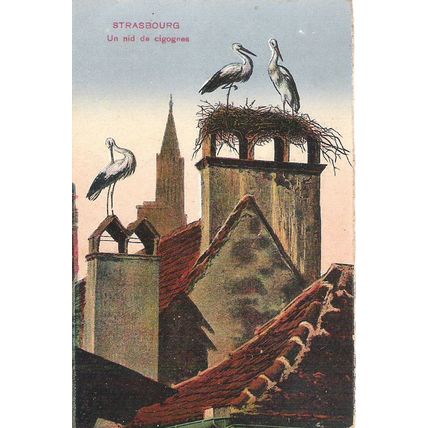 67 - Strasbourg - un nid de cigognes