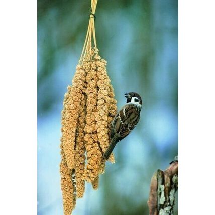 Caged Bird Millet Sprays Sprigs (5 x Sprays of Millet) Canary Budgie Parrot