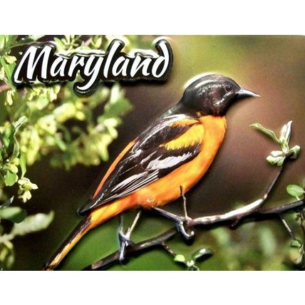 Maryland with Oriole Highlight Fridge Magnet