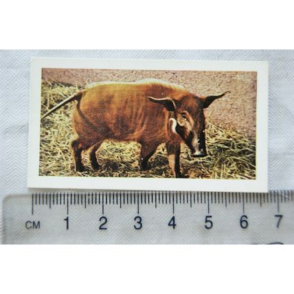 1958 Horniman's Tea card Wild animals No. 37 Red River Hog