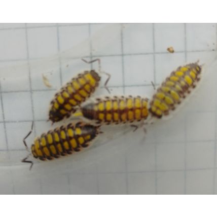 10 Porcellio Haasi High Yellow Isopods Medium ~1.5cm And Spares Live Food