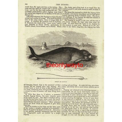 Dugong, Dugongidae, Book Illustration (Print), 1875