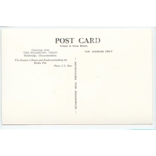 The Wildfowl Trust Slimbridge Gloucestershire RP Postcard