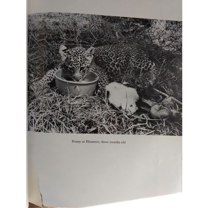 Vintage Queen Of Shaba - The Story Of An African Leopard by Joy Adamson 1980 HB