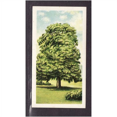 Brooke Bond Tea Card, Trees in Britain, no.41 Sweet Chestnut