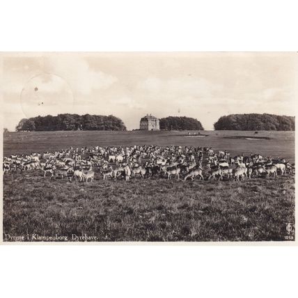 Dyrene Klampenborg Dyrehaven Copenhagen Forest Denmark Deer Park Postcard