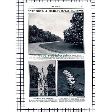 Hampton Court & Bushey Chestnut Avenue - 1919 Article