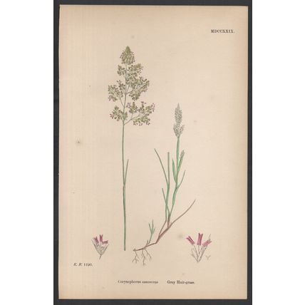 GREY HAIR-GRASS 1872 John Edward Sowerby PLANT PRINT