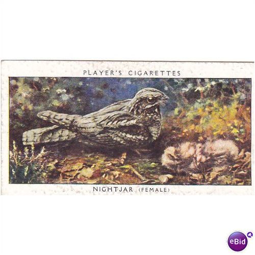 Players Birds & Their Young Card No. 26 Nightjar