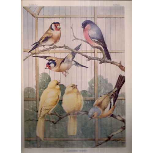 A CONCERT PARTY OF FINCHES illustration by Albert Kaye 335 x 240 mm book plate