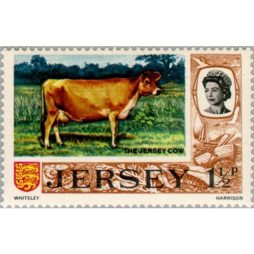 Jersey QEII 1971 1½p Cow Mounted Mint MM SG 44 Sc 36 postage stamp