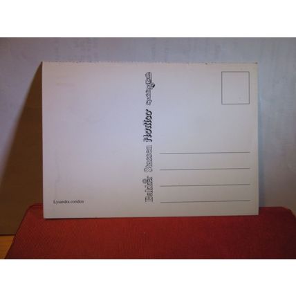 CHALKHILL BLUE butterfly unused paper postcard by Spalding Bulbs =