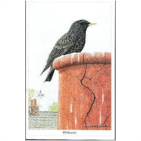 Bird - Starling - Rollinson art postcard, 1989