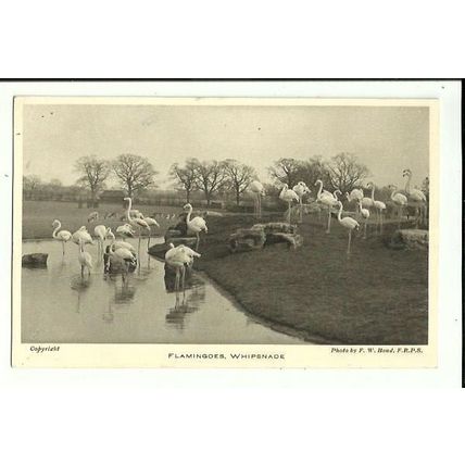 Birds FLAMINGOES Postcard (Whipsnade Park)