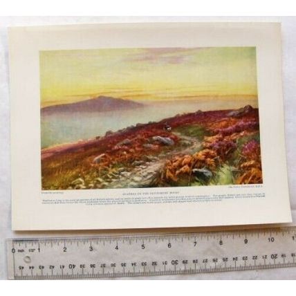 Vintage illustration: heather on Devonshire Moors