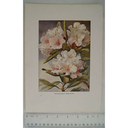 1905 coloured illustration: Rhododendron Rosa Mundi
