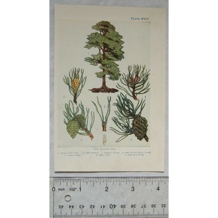 Vintage illustration: The Scotch Fir, Plate XVII
