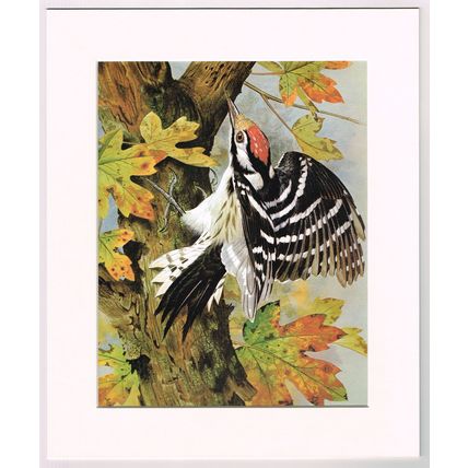 Lesser Spotted Woodpecker Mounted Bird Picture Print Black 10 inch x 12 inch