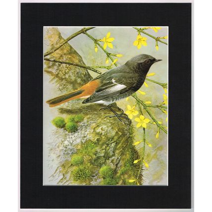 Redstart Mounted Bird Picture Print Black Mount 10 inch x 12 inch