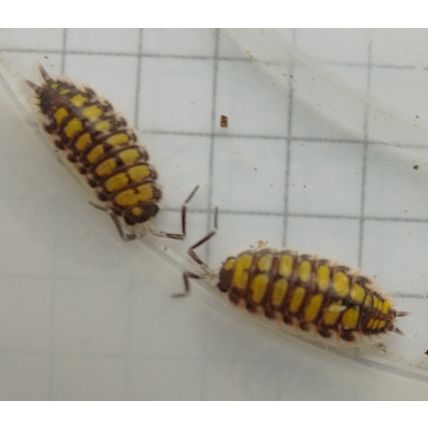 10 Porcellio Haasi High Yellow Isopods Medium ~1.5cm And Spares Live Food