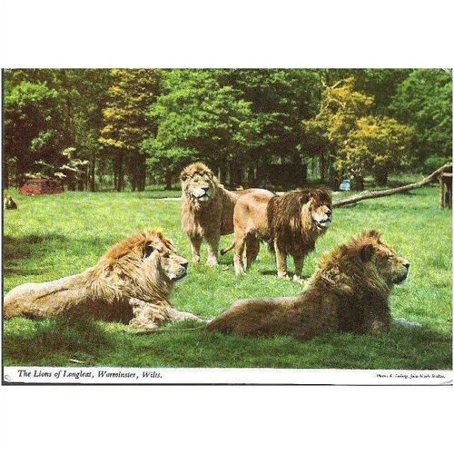 Longleat Safari Park, Warminster, Wiltshire - Lions - John Hinde postcard c1970s