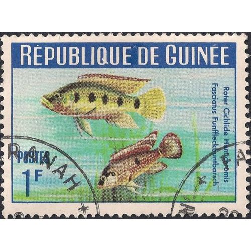 GUINEA, FISH, Hemichromis fasciatus, blue 1964, 1F