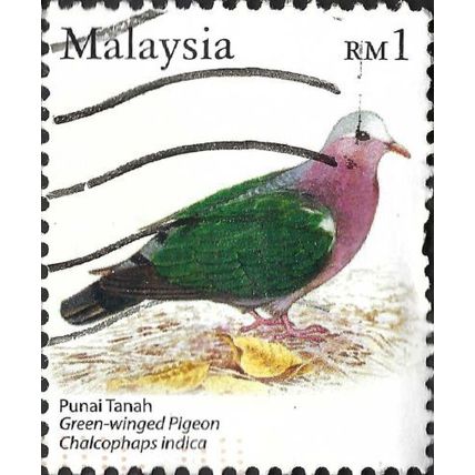 MALAYSIA, BIRD, Green-winged Pigeon, Chalcophaps indica, white 2005, Rm1