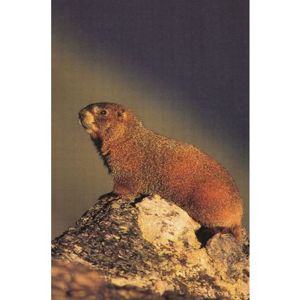 Yellow Bellied Marmot Postcard unused VGC