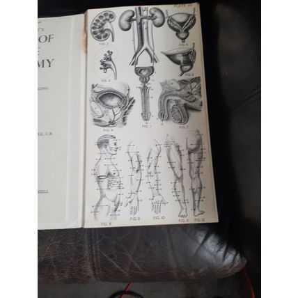 Bailliere's Atlas of Male Anatomy Revised ny Katharine F. Armstrong