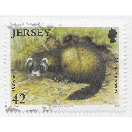 JERSEY 2007 POLECAT COUNTRYSIDE ANIMAL MAMMAL FAUNA 42p USED